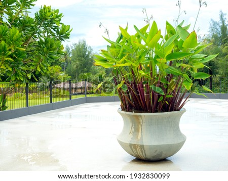 Large white round concrete pot with green leaves on terrace near the green yard and outdoor garden with copy space.