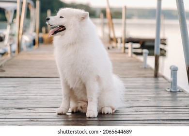 A Large White Samoyed Dog Is Sitting On The Pier Near The Yacht.