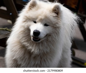 A Large White Shaggy Fluffy Dog Is A Samoyed Breed Dog Similar To A Bear Cub