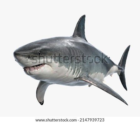 Large white shark. Ready to attack its prey. Aggressive when aiming at his target. Always ready to attack.
This image is scary to think of the great white shark in all its greatness.