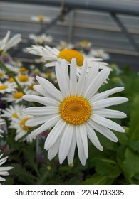 A Large White Shasta Daisy