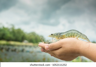 Large White Shrimp From High Quality Farmed Animals Are One Of The Main Income Earners For The Producer Country.