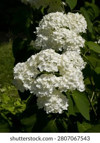 Large, white smooth hydrangea flower heads (Hydrangea arborescens) blooming profusely on a bush with green leaves under bright garden sunlight.