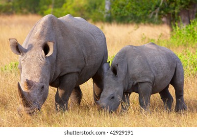 Large white (square-lipped) rhinoceros (Ceratotherium simum) with calf eating in the nature reserve in South Africa - Shutterstock ID 42929191
