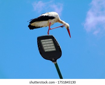 Large White Stork. Black Flight Feathers And Wing Coverts, Red Beak And Legs. Perched On Top Of Street Lamp. Low Angle View. Blue Sky.  Ciconia Ciconia. Migratory Wading Bird. Scratching Head Concept