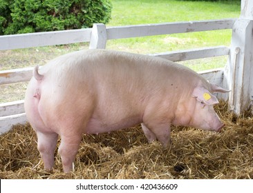 Large white swine (Yorkshire pig) standing on straw in pen with grass and greenery in background on farm
