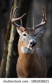 A large white tail buck caught with its mouth open while chewing on some grass.