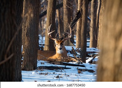 A large white tailed buck beds down amongst the trees. - Shutterstock ID 1687753450