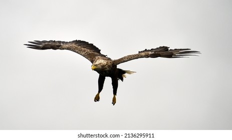 A Large White Tailed Eagle Flying In Front Of A Moody Sky, Photographed On The Isle Of Mull