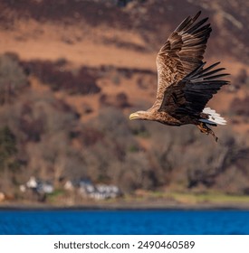 Large white tailed eagle flying with its wings up and a fish in its talons with the mountains behind and the sea below.