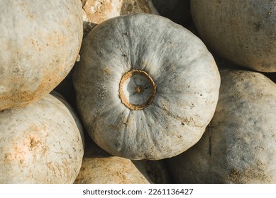 Large white texture pumpkins, background, close up.