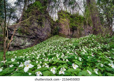 Large white trilliums carpet the hillside at highlands nature sanctuary in Bainbridge Ohio. 