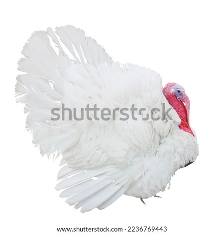 large white turkey with lush plumage isolated on white background                               