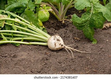 Large White Turnip Growing In Garden. Gardening, Organic Produce And Home Garden Concept.