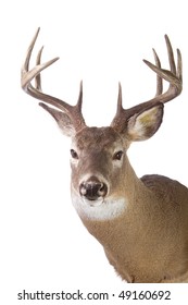 Large Whitetail Buck Isolated On White Background