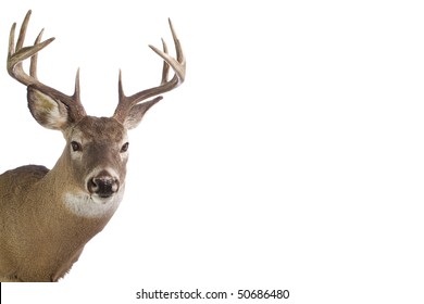   Large Whitetail Buck Isolated On White Background