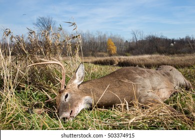 Large Whitetail Buck Taken During Deer Hunting Season.