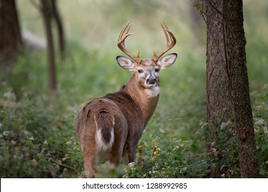 A large whitetail deer buck shows off his antlers in the soft morning light in the green forest.