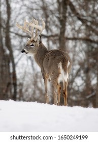Large, whitetail deer buck in snow.  Winter in Wisconsin