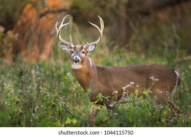 A large whitetail deer buck stands in the forst in the soft morning light.