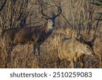 Large whitetail deer chasing a doe 