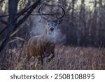 Large whitetail deer in rut, stomping foot and snorting 