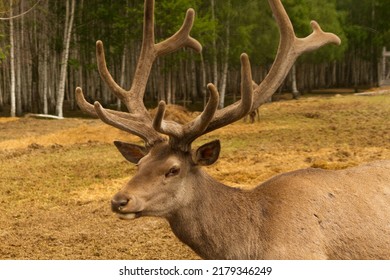 5,868 Big_buck_woods Images, Stock Photos & Vectors | Shutterstock