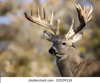 Large white-tailed deer buck; close up head and shoulders 