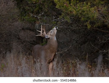Large White-tailed deer buck feeding off pine trees in the forest during the rut in Canada