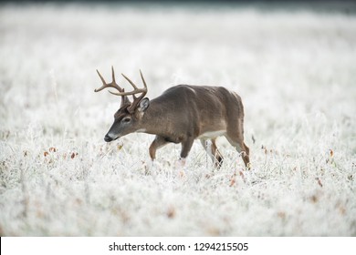 Large Whitetailed Deer Buck Frost Covered Stock Photo 1294215505 