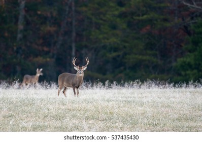 Large white-tailed deer buck in a frost covered meadow with autumn color in the background