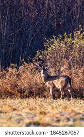 Large White-tailed deer buck (Odocoileus virginianus) during the Wisconsin rut at the end of October, vertical
