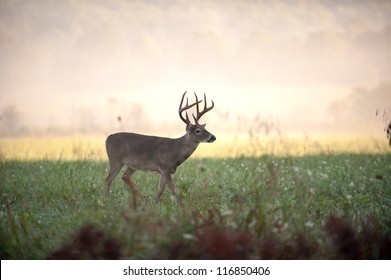 A large white-tailed deer buck in an open meadow