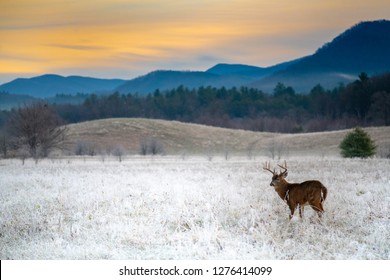Large white-tailed deer buck standing in frost covered field before sunrise in Smoky Mountain Naitonal Park
