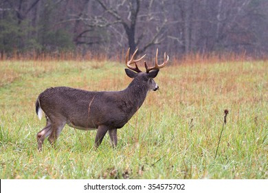 4,406 Buck deer standing whitetail Images, Stock Photos & Vectors ...