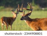 Large white-tailed deer buck with velvet on its antlers in Tennessee