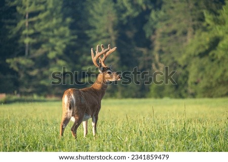 Large white-tailed deer buck with velvet on its antlers in Tennessee