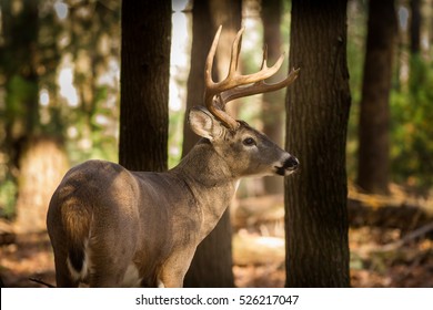 Large whitetailed deer buck in the woods in Tennessee