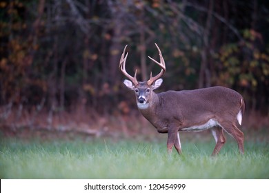 Large whitetailed deer feeding in an open meadow