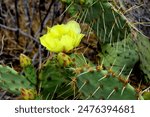 Large and widespread green prickly pear cactus with yellow blossom closeup
