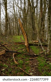 Large widow maker log stuck into trail in Smokies