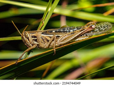 Large wild adult American bird grasshopper - Schistocerca americana - in great detail perched or sitting on eastern gamagrass.  
				