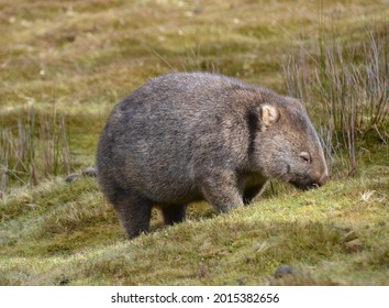 Large wild adult wombat marsupial in Tasmanian grassland wilderness in Cradle Mountain National Park