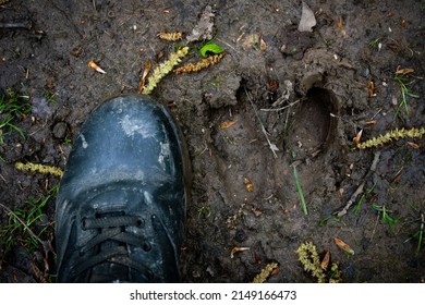 Large Wild Boar Footprint In Mud