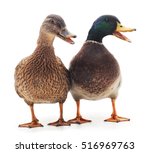 Large wild ducks on a white background.