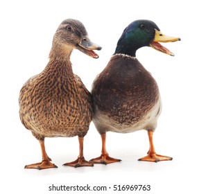 Large wild ducks on a white background.