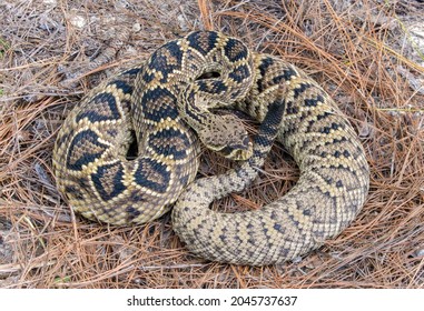 Large Wild Eastern Diamondback Rattlesnake - Crotalus Adamanteus Laying In Pine Needles In North Florida.  View From Above Showing Great Detail Of Scales And Diamond Pattern