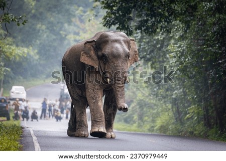 A large wild elephant walks in the middle of a road through a national park.