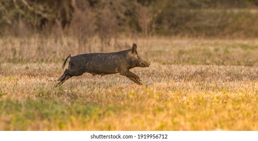 Large Wild Feral Hog, Pig Or Swine (sus Scrofa) Sow Running In An Open Field In Central Florida, In Evening Yellow Light, Dry Grass Background, Nuisance Animal, Destructive, Apparent Mother 