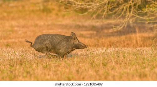 large wild feral hog, pig or swine (sus scrofa) sow running in an open field in central Florida, in evening yellow light, dry grass background, nuisance animal, destructive